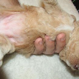 Goldendoodle and Poodle Puppies from David & Patricia Elliott