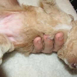Goldendoodle and Poodle Puppies from David & Patricia Elliott
