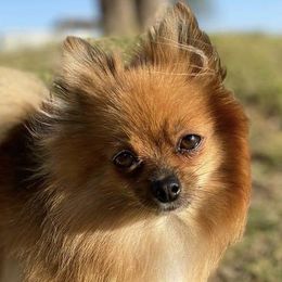 Remy - Pomeranian