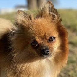 Remy - Pomeranian
