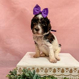 Girl 3 - Parti Poodle puppy in Lake City, Florida from 224 Doodles and Poodles
