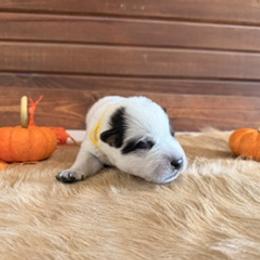 Boy 4 - male Australian Cattle Dog puppy in Nevada, Missouri from Back Road Dog Company, LLC