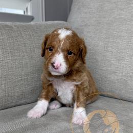 Fig - Apricot male Goldendoodle puppy in Murrieta, California from Apricot Poodles & Goldendoodles, LLC