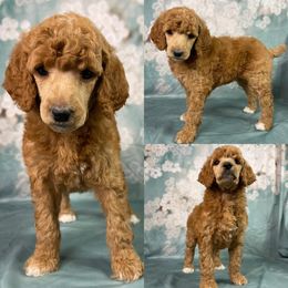 Poppy Girl - Poodle puppy in Swansboro, North Carolina from Monarch Standard Poodles