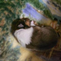 Athos - Sable and white male Shetland Sheepdog puppy in Lake Cumberland Area, Kentucky from Whitehaven Farm Shelties