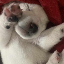 Shiba Inu Puppies from Diwasou