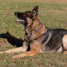 Hiccup - German Shepherd