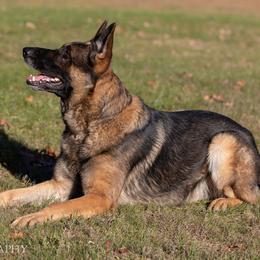 Hiccup - German Shepherd