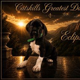 Eclipse - Black and white female Great Dane puppy in Liberty, New York from Catskills Greatest Danes