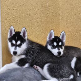 Siberian Husky Puppies from Kardrovi Siberians