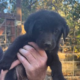 Candy - Black female Newfoundland puppy in Yreka, California from Lisa Kennedy