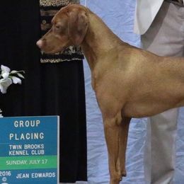 Vizslas from Marwin Vizslas