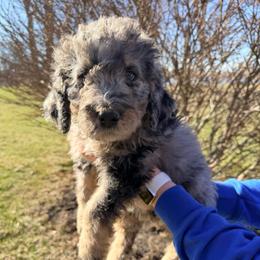 Butter - Merle female Bernedoodle puppy in Silver Lake, Indiana from ‘Mut’zger Doodles