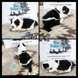 Girl 2 - Black and white female Cardigan Welsh Corgi puppy in Natchitoches. La, Louisiana from Bleu Bayou Corgis