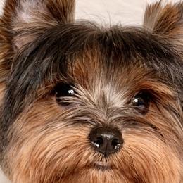 Chihuahuas and Yorkshire Terriers from York-Chi House