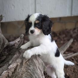 Finn - Tri-color male Cavapoo puppy in San Diego, California from WW Cavapoos