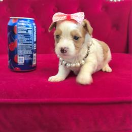 Kiwi - Cream female Yorkipoo puppy in Pennsauken, New Jersey from Noir Luxe Litters of NJ
