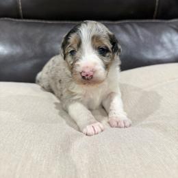 Biscotti - Blue merle female Aussiedoodle puppy in Heber City, Utah from Junipersdoodles
