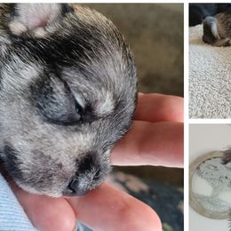 Smokey - Miniature Schnauzer puppy in Chattaroy, Washington from Twisted Pines Mini Schnauzers