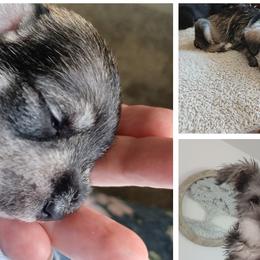 Smokey - Miniature Schnauzer puppy in Chattaroy, Washington from Twisted Pines Mini Schnauzers