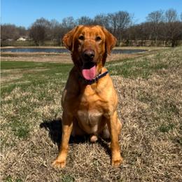 Labrador Retriever puppies from Prairie State Labs