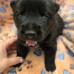 Artur - Black and white male Pomsky puppy in La Vergne, Tennessee from Atencio Pomsky