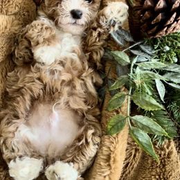 Bernedoodle, Cavapoo, Goldendoodle, and Poodle Puppies from Christine Greenberg