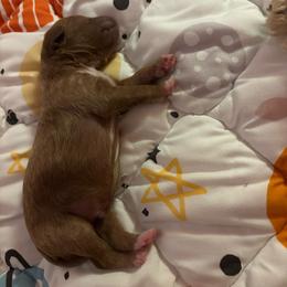 Fisher - Red  male Goldendoodle puppy in Lillington, North Carolina from Peace, Love, and Puppies at the Creek