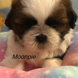 Girl 2 Luna - Gold and white female Shih Tzu puppy in Madras, Oregon from Maridee’s ShihTzu