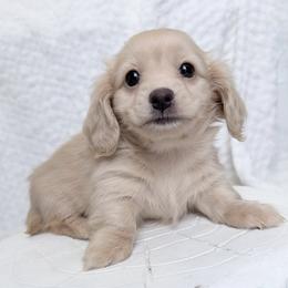 Princess - Cream female Dachshund puppy in Richmond, Virginia from Irresistible Dachshunds & Cavaliers