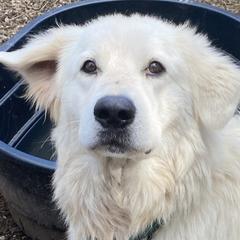 Flyboy - Maremma Sheepdog