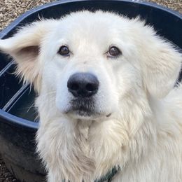 Flyboy - Maremma Sheepdog