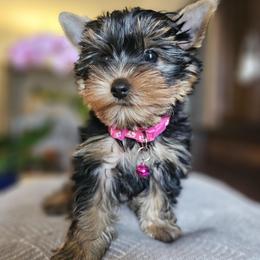 Lily - Black and gold female Yorkshire Terrier puppy in Tamarac, Florida from Yorkiefamily7