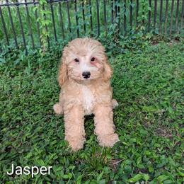 Jasper - Buff male Cockapoo puppy in Sunset, Louisiana from Cano Cockapoos