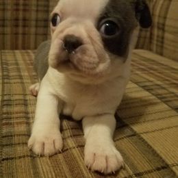 Boston Terrier and French Bulldog Puppies from Willis Family Bostons