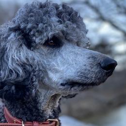 Silvergirl - Poodle