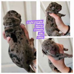 Light purple - Merle female Great Dane puppy in Doylestown, Ohio from Dana's Danes