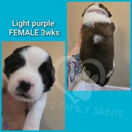 Light purple FEMALE - White and brown female Saint Bernard puppy in Kaukauna, Wisconsin from Holtz Family Saints