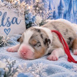 Elsa - Blue merle female Australian Shepherd puppy in Placerville, California from BFF Aussies