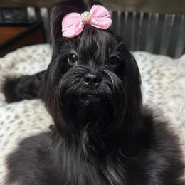 Baby blue - Yorkshire Terrier