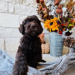 Red - male Golden Mountain Doodle puppy in Leander, Texas from Olive Grove Doodles