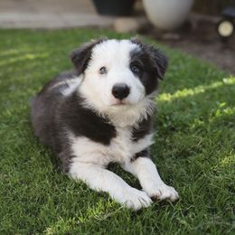 Minnie - Blue female Border Collie puppy in Fresno, California from Alpine Tails