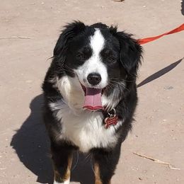 Splopie  - Miniature American Shepherd