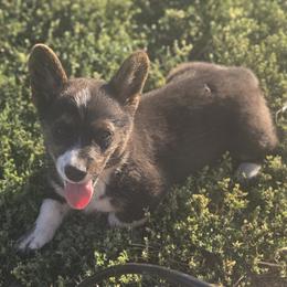 Male 3 - Black and white male American Corgi puppy in Portland, North Dakota from Sliding stop corgis