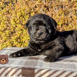 Molly Bear - Black female Labrador Retriever puppy in Yucca Valley, California from Beachn Ranch