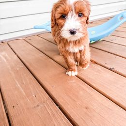 Rudolph - Red  male Goldendoodle puppy in Belton, South Carolina from Poodley Doodley Doo