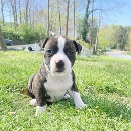 Olive Oyl - Black brindle female American Staffordshire Terrier puppy in Marietta, Georgia from Ambition Amstaffs