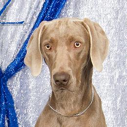 Long Haired Weimaraners and Weimaraners from Drehbar Weimaraners