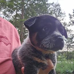 Girl 1 - Blue female Australian Cattle Dog puppy in Dalton, Pennsylvania from Whiteduck Mountain Kennel AKC Australian Cattle Dogs and AKC Fox Red Labrador Retrievers