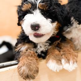 Bernedoodle, Goldendoodle, and Poodle Puppies from Teddy Doodles & Standard Poodles